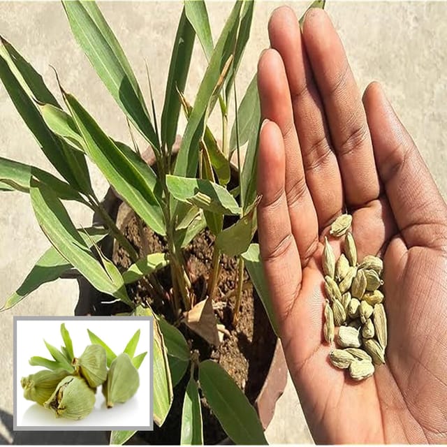 Elaichi Cardamom Spice Plant (1-2 Feet Height) Elaichi Cardamom Spice Plant (1-2 Feet Height)