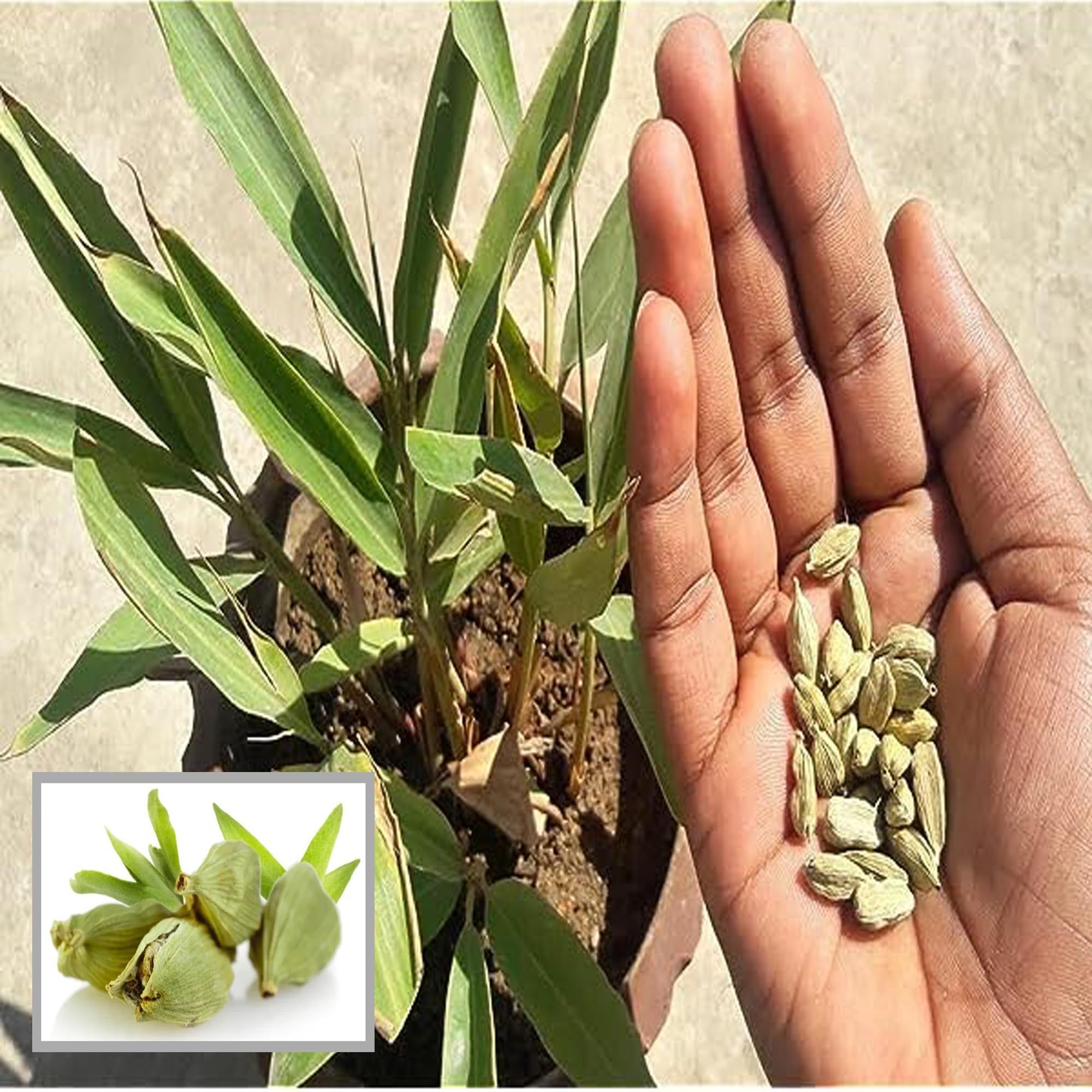 Elaichi Cardamom Spice Plant (1-2 Feet Height)