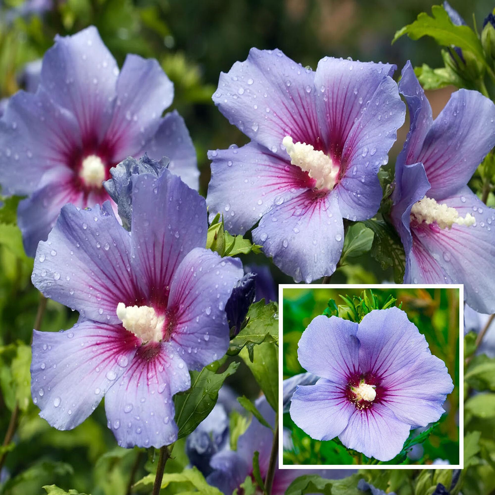 Purple Colour Hibiscus Joba Gudhal Flower Plant (1-2 Feet Height)