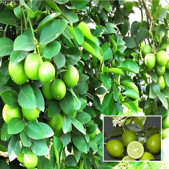Nimbu Kagzi Lemon All Time Lemon Nimbu Layering/Grafted Fruit Plant (1-2 Feet Height)