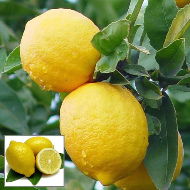 Nimbu Balaji Lemon Lemon Nimbu Layering/Grafted Fruit Plant (1-2 Feet Height)