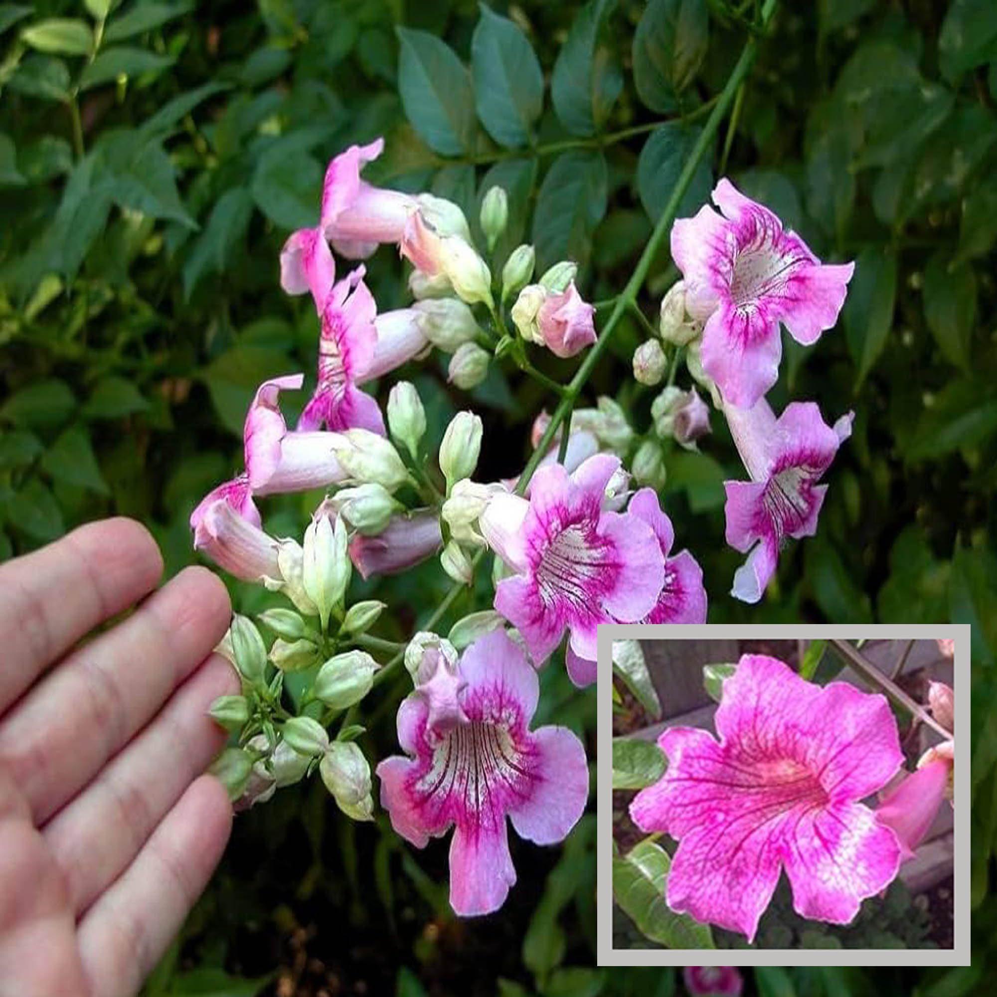 Purple Colour Tecoma Climbers Flower Plant (1-2 Feet Height)