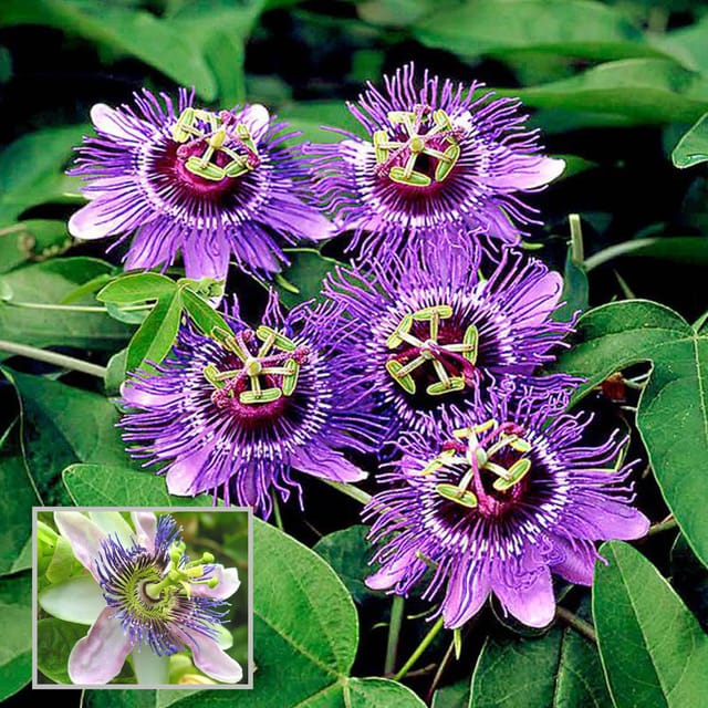 Purple Colour Jhumko Lata krishna kamal rakhi bel Passion Climbers Flower Plant (1-2 Feet Height)