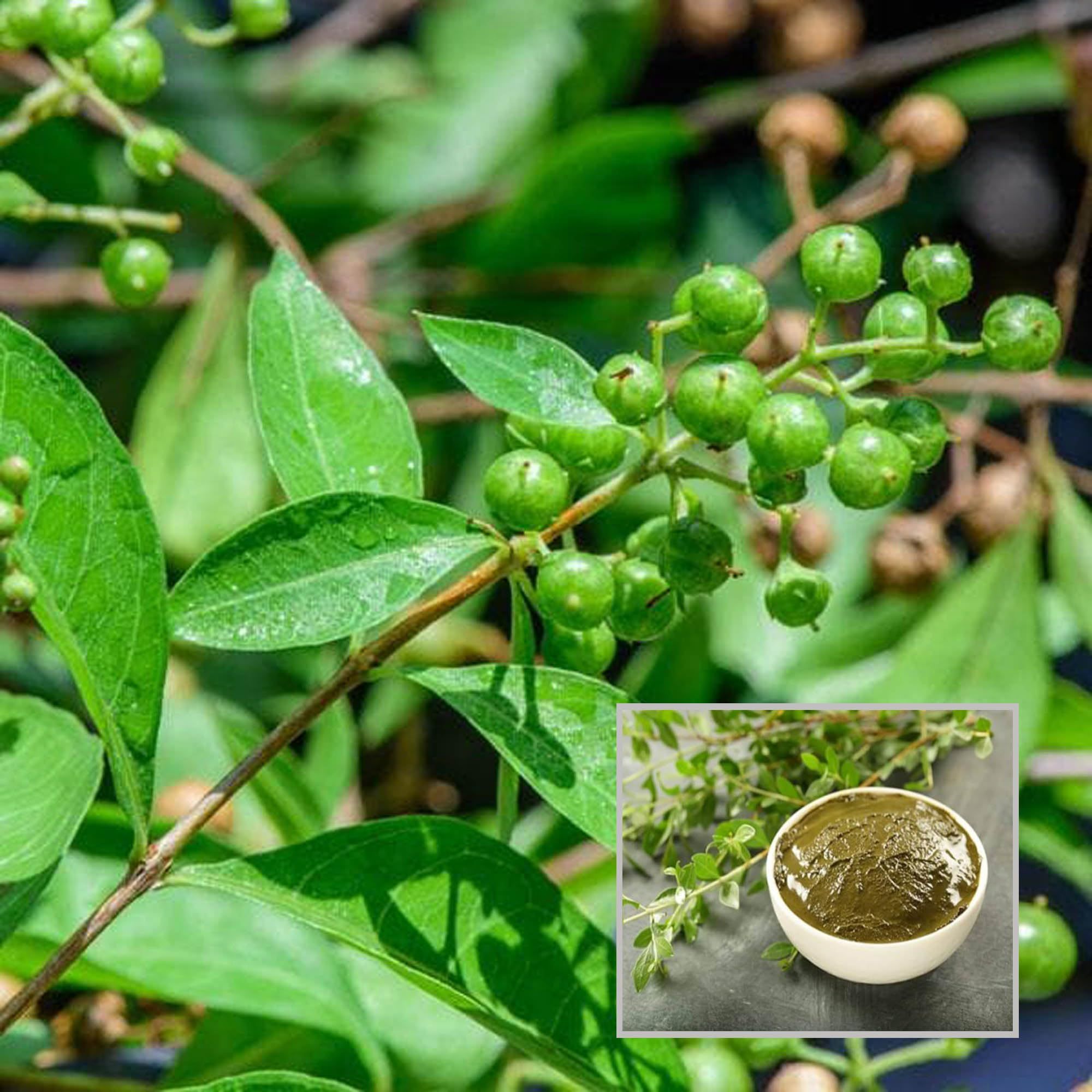 Mehndi Mehandi Henna Plant (1.5-3 Feet Height)