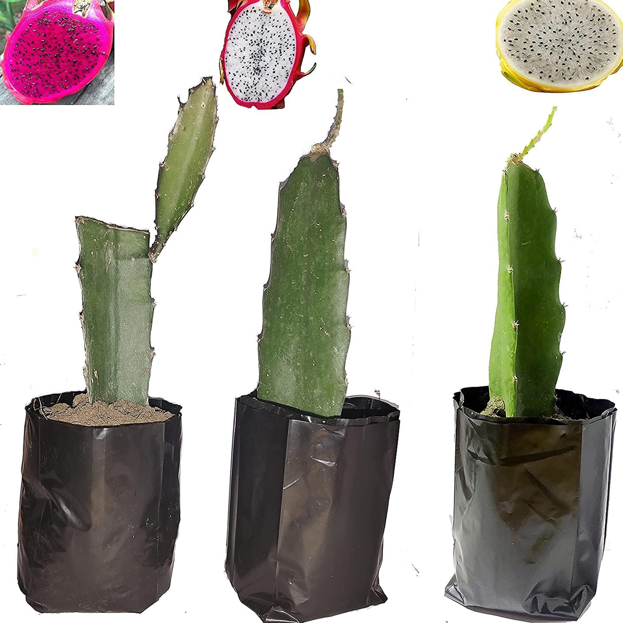 Combo White,Pink & Yellow Colombiana Dragon Fruit Cutting/Grafted Fruit Plant (1-2 Feet Height) (Pack of 3)