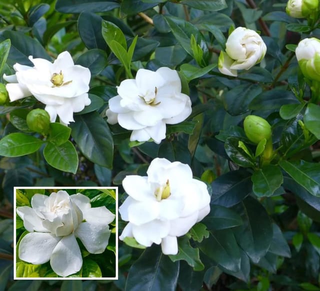 Gardenia Gandharaj Cape Jasmine Highly Fragrant Shrubs Flower Plant (1-2 Feet Height)