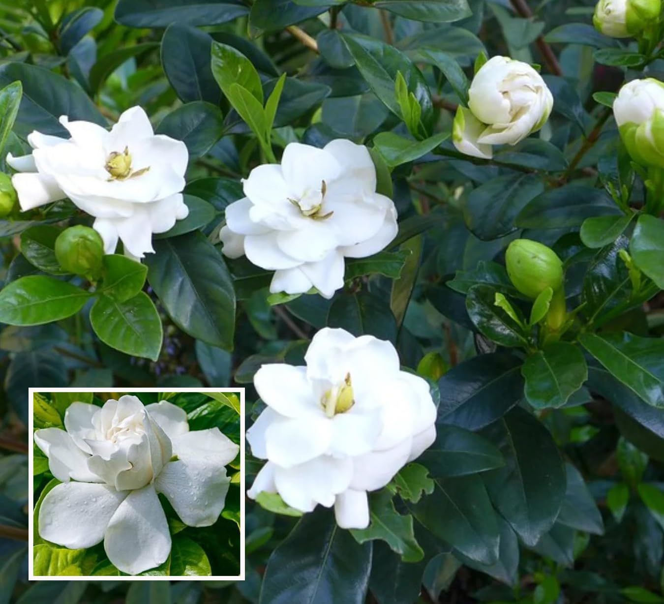 Gardenia Gandharaj Cape Jasmine Highly Fragrant Shrubs Flower Plant (1-2 Feet Height)