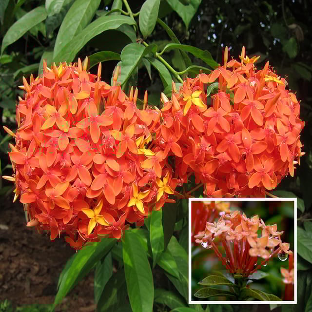 Orange Colour Ixora Rukmini Rangan Flower Shrubs Plant (1.5-3 Feet Height)