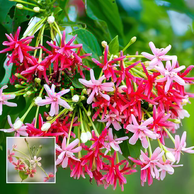 Rangoon Creeper Madhavi Lata Madhumalti Flower Climbers Flower Plant (1-2 Feet Height)