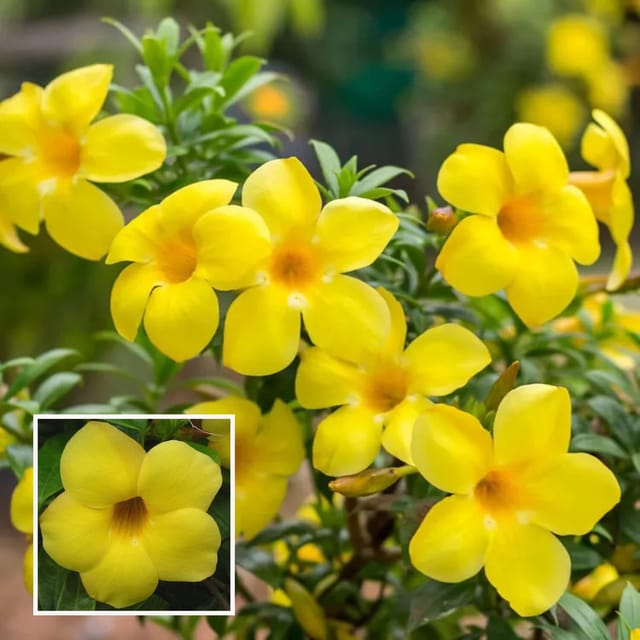 Yellow Allamanda cathartica Round the Year Flower Plant (1-2 Feet Height) Yellow Allamanda cathartica Round the Year Flower Plant (1-2 Feet Height)