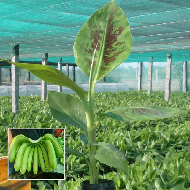 Grand Naine G9 Banana Tissue Caltured Fruit Fruit Plant (1.5-2 Feet Height)