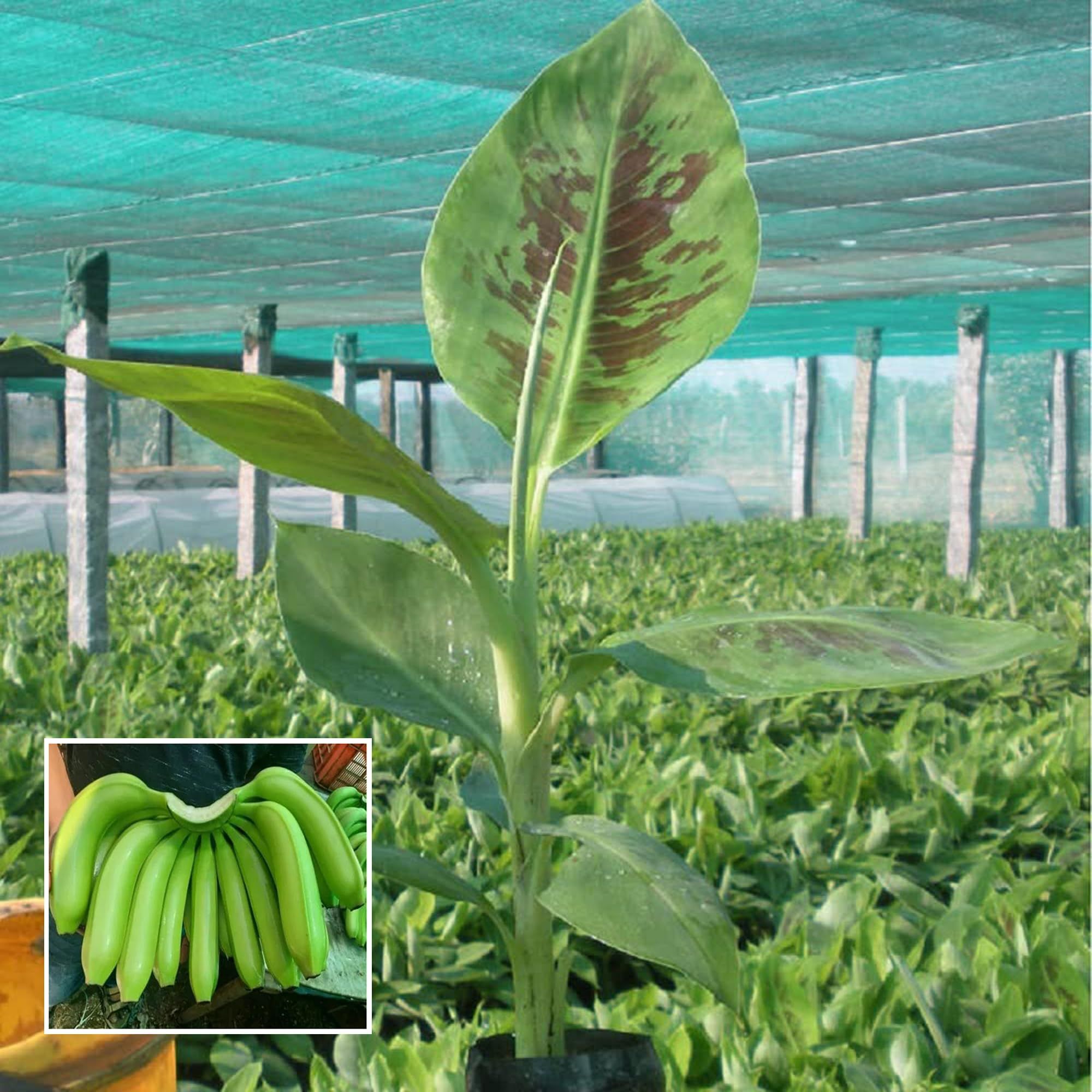 Grand Naine G9 Banana Tissue Caltured Fruit Fruit Plant (1.5-2 Feet Height)