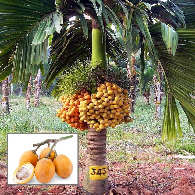 Inter Mangala Arecanut Betel Nut Supari Hybrid Dwarf Fruit Plant (1.5-3 Feet Height)