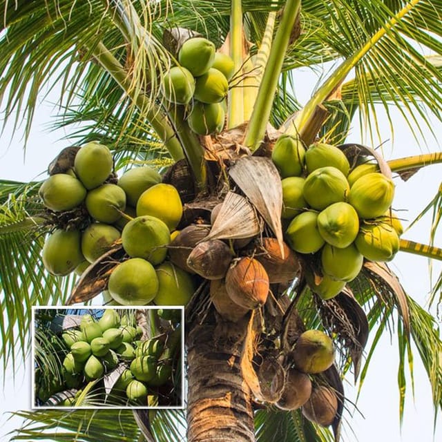 Tall Coconut Nariyal Fruit Plant (2-4 Feet Height)