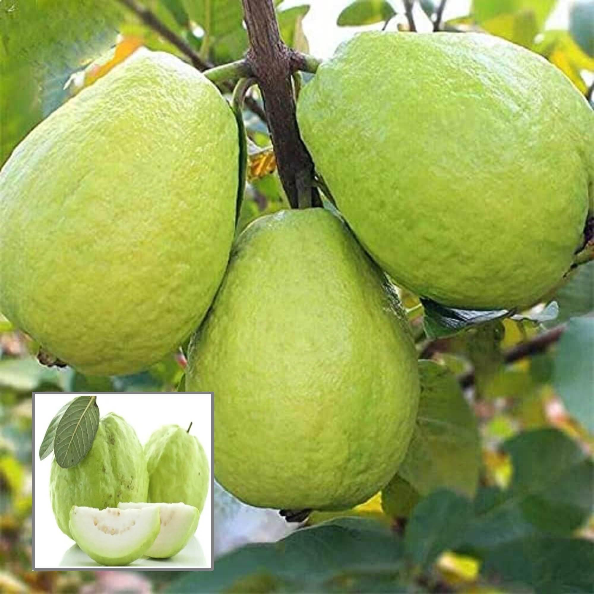 Thai 7 Guava Amrood Layering/Grafted Fruit Plant (1.5-3 Feet Height)