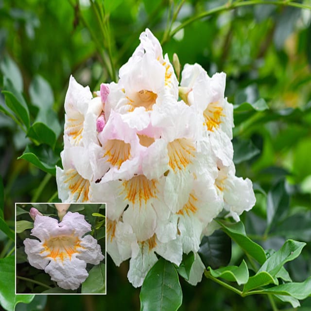 Hybrid Kamini Satin Wood Kunti Shrubs Flower Plant (1-2 Feet Height)