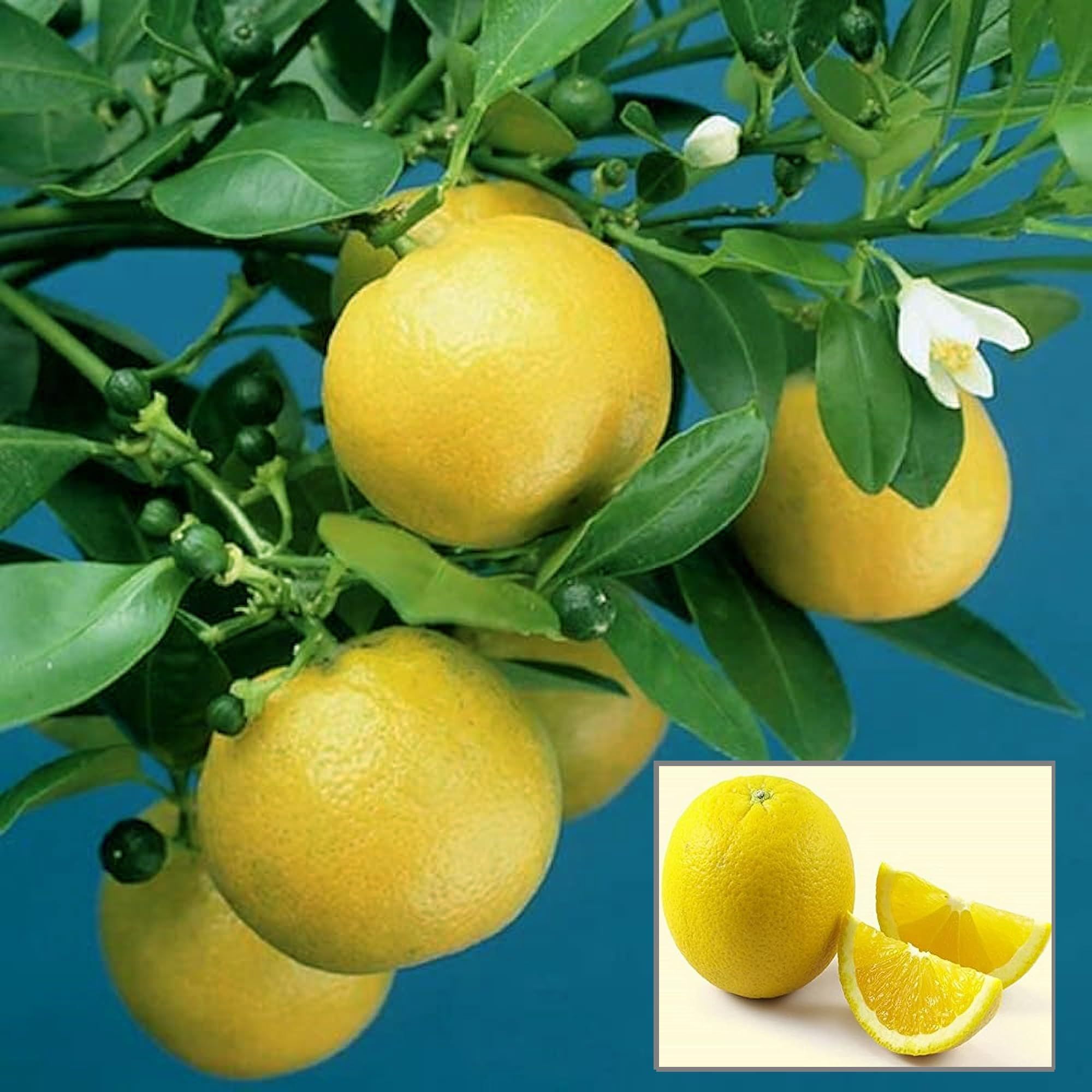 Vietnam All Time Malta Mosambi Grafted Fruit Plant (1.5-2 Feet Height)