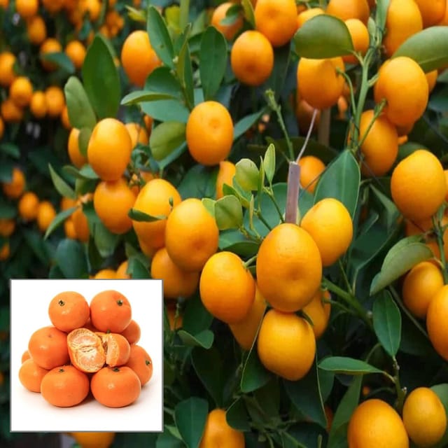 China Orange Santra Grafted Fruit Plant (1.5-2 Feet Height) China Orange Santra Grafted Fruit Plant (1.5-2 Feet Height)