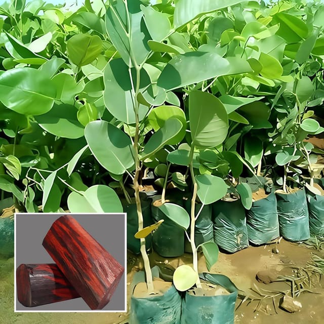 Red Sandalwood Chandan Avenue Plant (1.5-3 Feet Height)