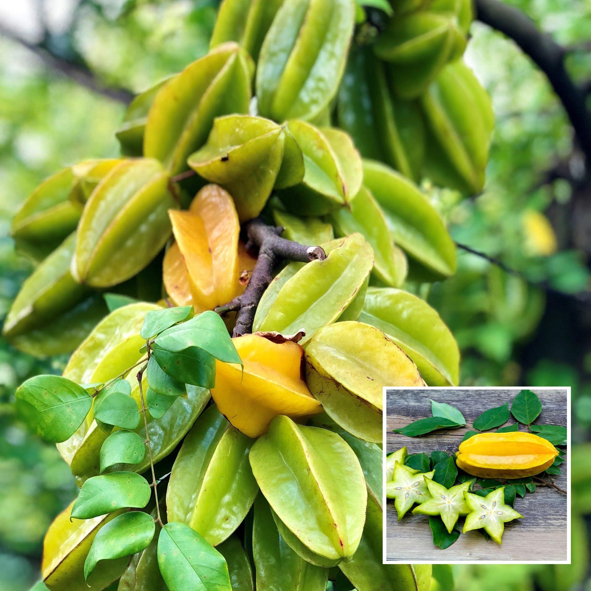 Sour Star Fruit Carambola Kamranga Amrak Grafted Plant (1.5-3 Feet Height)