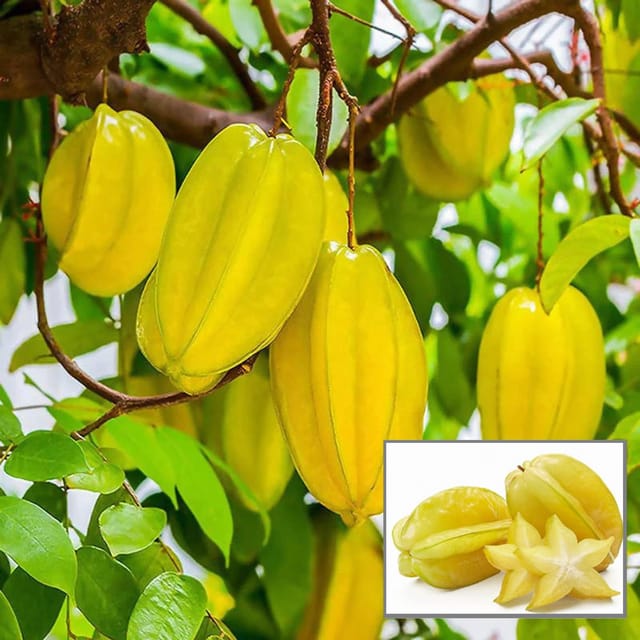 Thai Sweet Star Fruit Carambola Kamranga Amrak Grafted Plant (1.5-3 Feet Height) Thai Sweet Star Fruit Carambola Kamranga Amrak Grafted Plant (1.5-3 Feet Height)