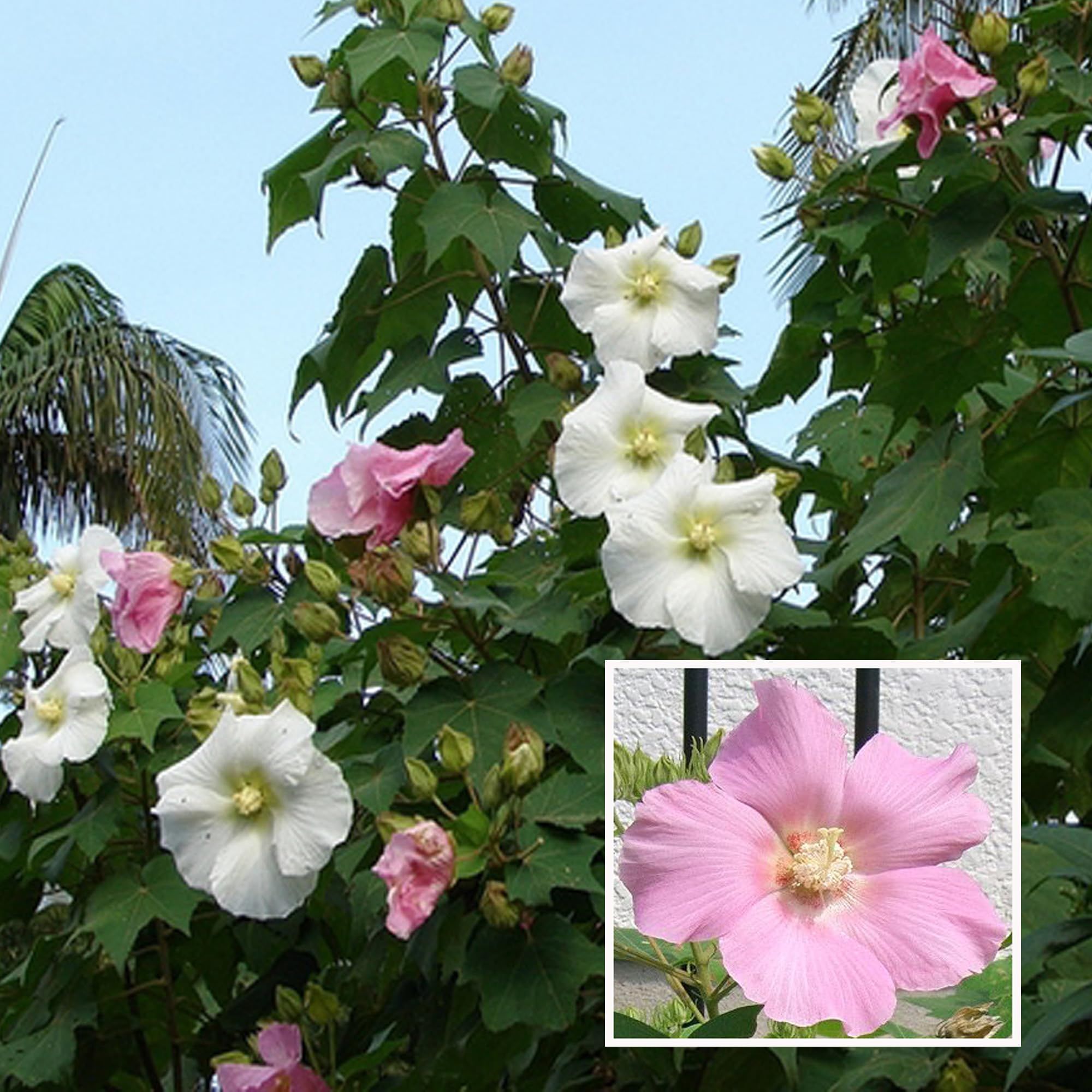 Single Petal All Time Cotton Rose land lotus Sthal Poddo Hibiscus Mutabilis Changeable Colour Flower Plant (1-2 Feet Height)