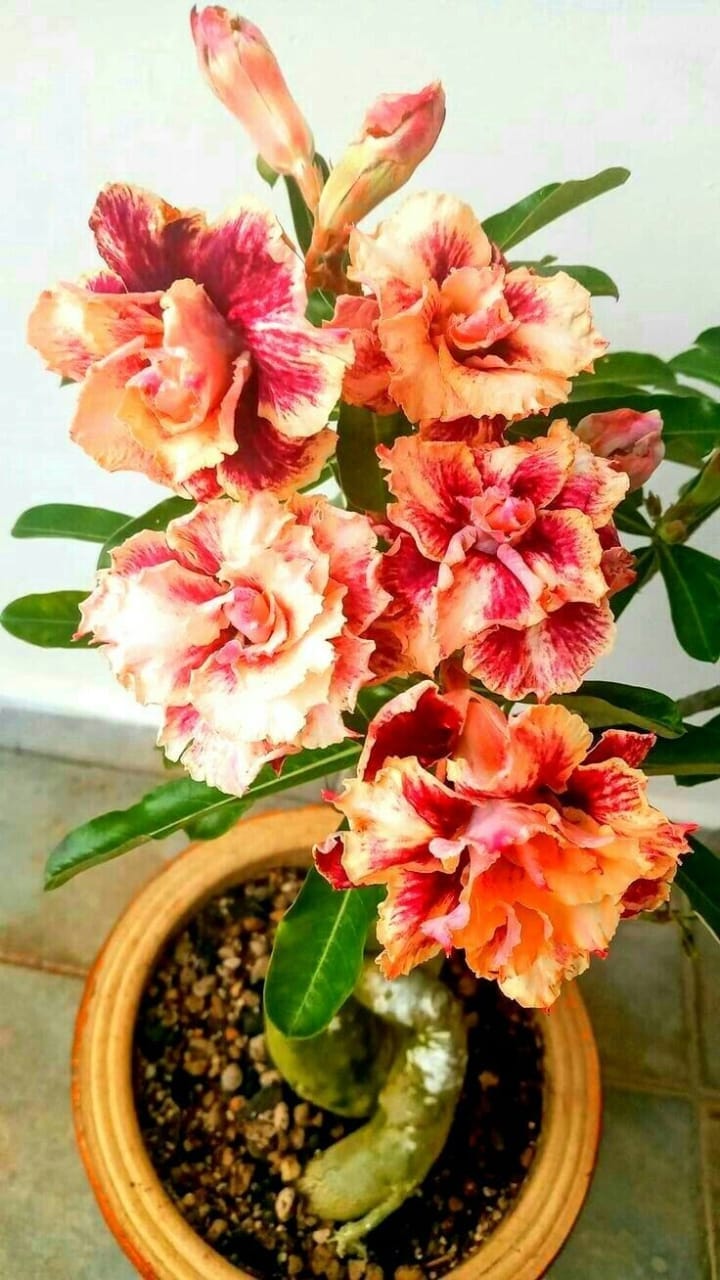 Rosey Verity Adenium  Obesum Desert Rose Grafted Flowers Plant