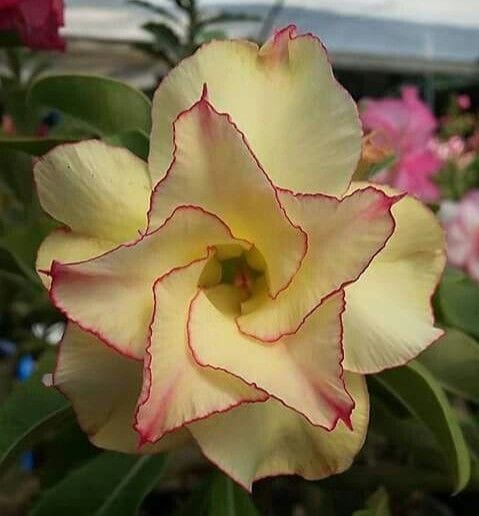 Rosey Verity Adenium  Obesum Desert Rose Grafted Flowers Plant