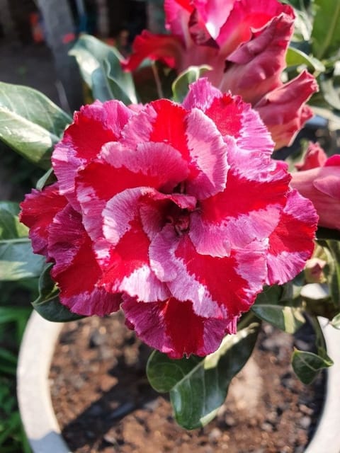 Rosey Verity Adenium  Obesum Desert Rose Grafted Flowers Plant