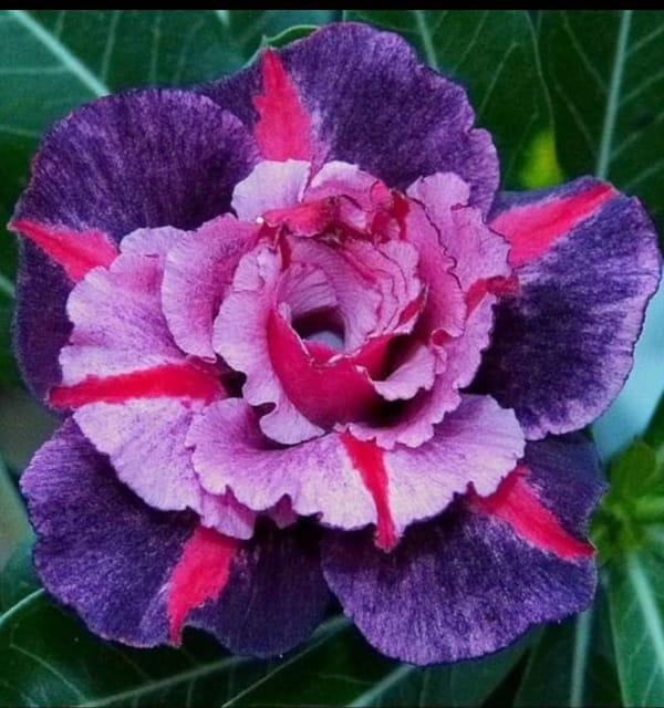 Rosey Verity Adenium  Obesum Desert Rose Grafted Flowers Plant