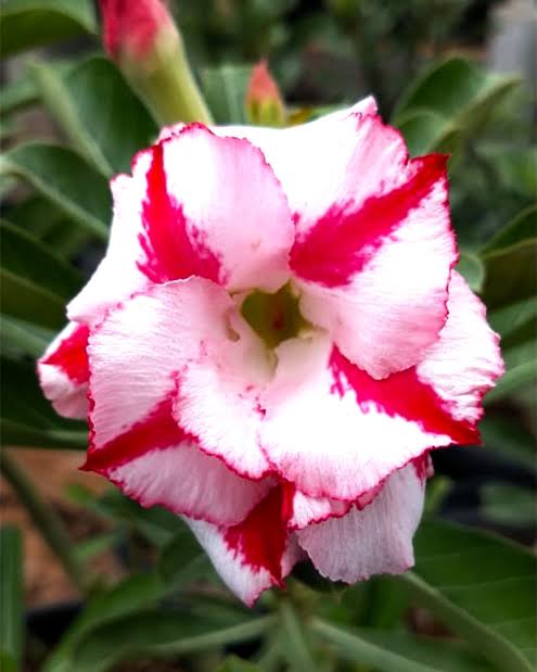 Rosey Verity Adenium Obesum Desert Rose Grafted Flowers Plant-P100 Rosey Verity Adenium Obesum Desert Rose Grafted Flowers Plant-P100