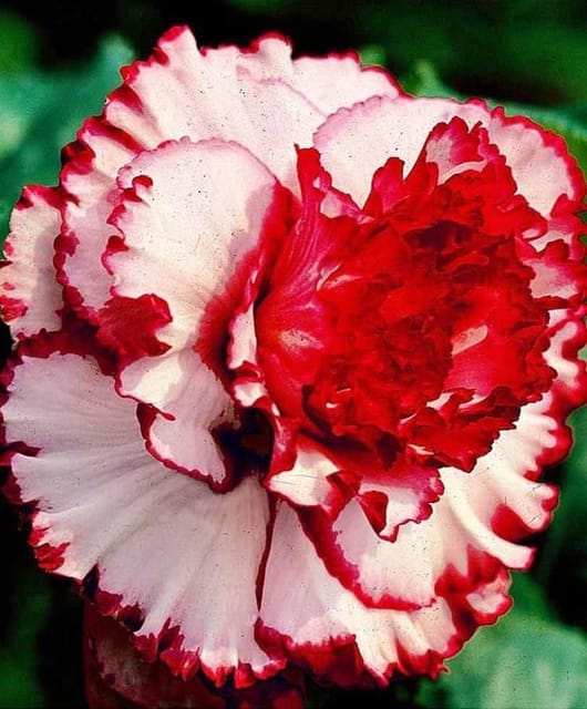 Rosey Verity Adenium Obesum Desert Rose Grafted Flowers Plant-P99