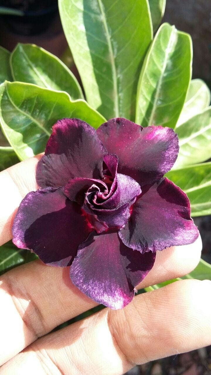 Rosey Verity Adenium  Obesum Desert Rose Grafted Flowers Plant