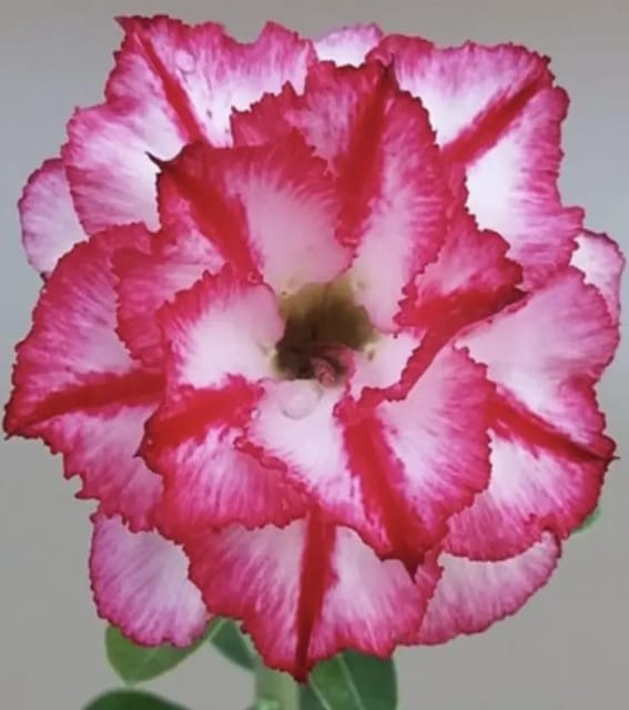 Hybrid Rosey Variety Adenium Obesum Desert Rose Grafted Flowers Plant-P86