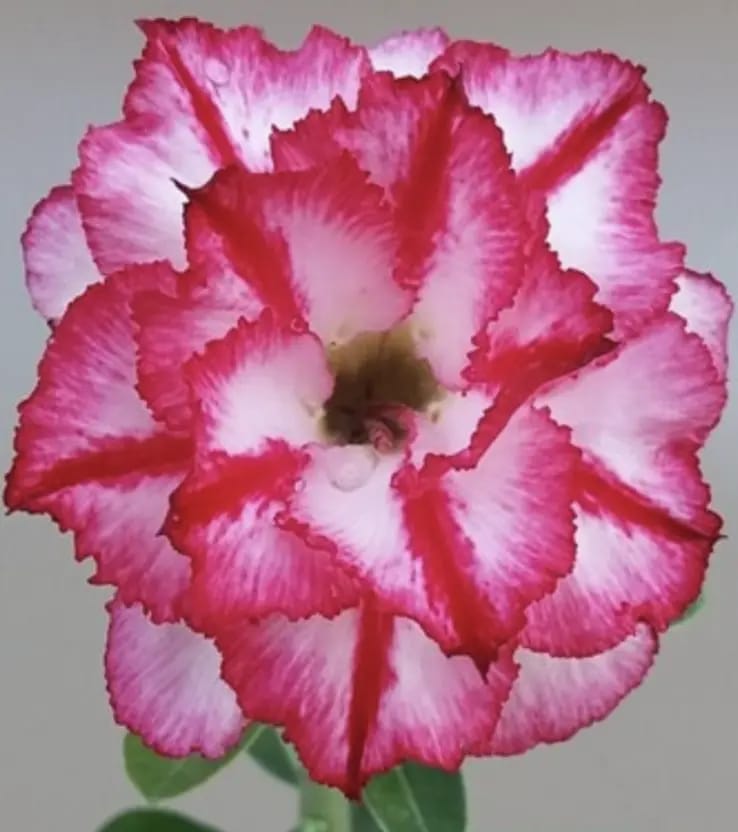 Hybrid Rosey Variety Adenium Obesum Desert Rose Grafted Flowers Plant-P86