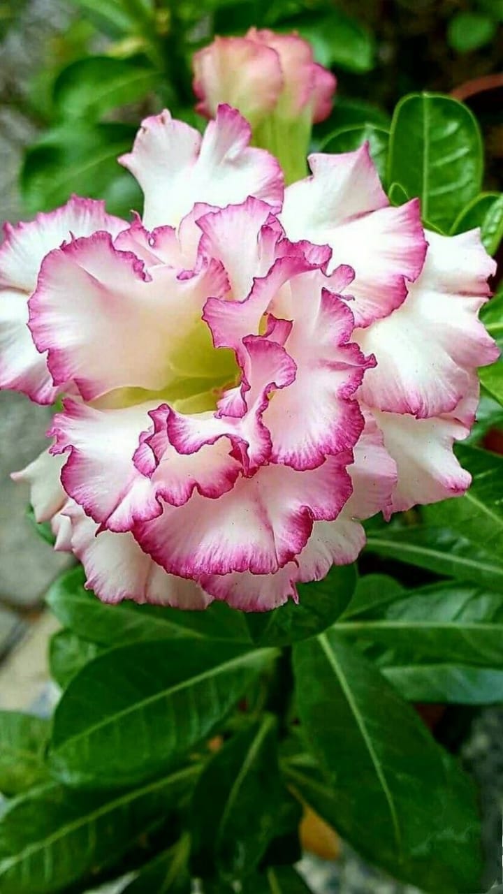 Rosey Variety Adenium Obesum Desert Rose Grafted Flowers Plant-P83