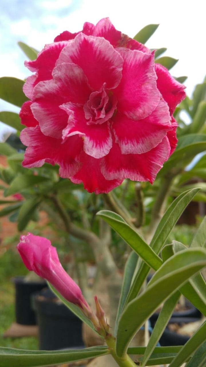 Rosey Variety Adenium Obesum Desert Rose Grafted Flowers Plant-P81