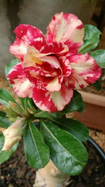 Rosey Variety Adenium  Obesum Desert Rose Grafted Flowers Plant