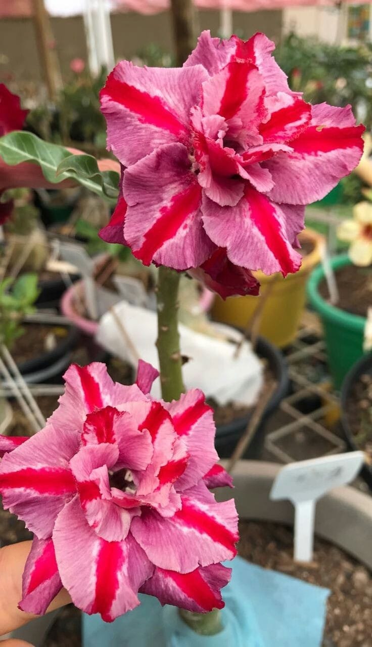 Rosey Variety Adenium Obesum Desert Rose Grafted Flowers Plant
