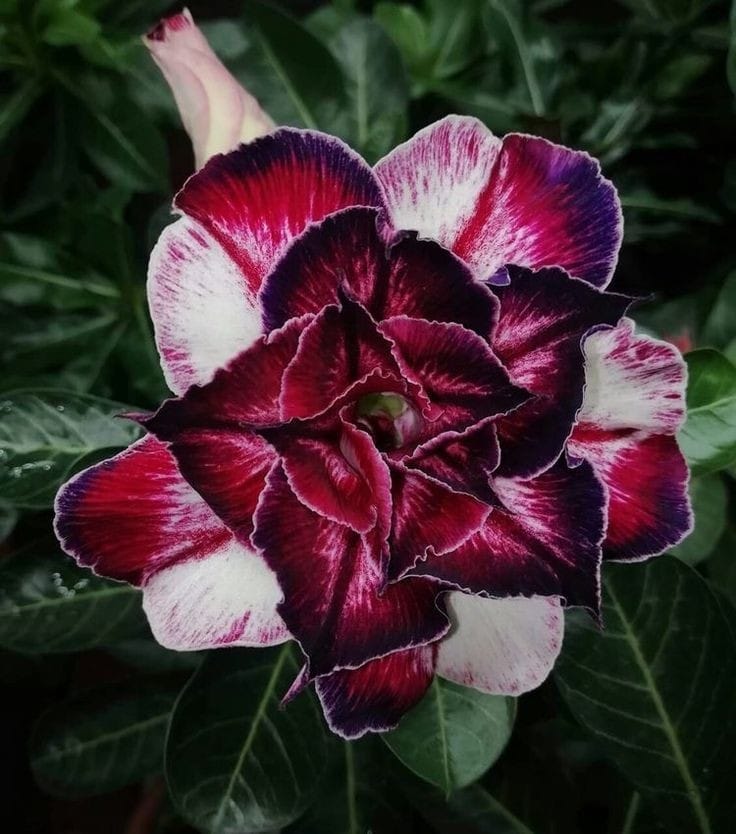 Rosey Variety Adenium Obesum Desert Rose Grafted Flowers Plant-P78