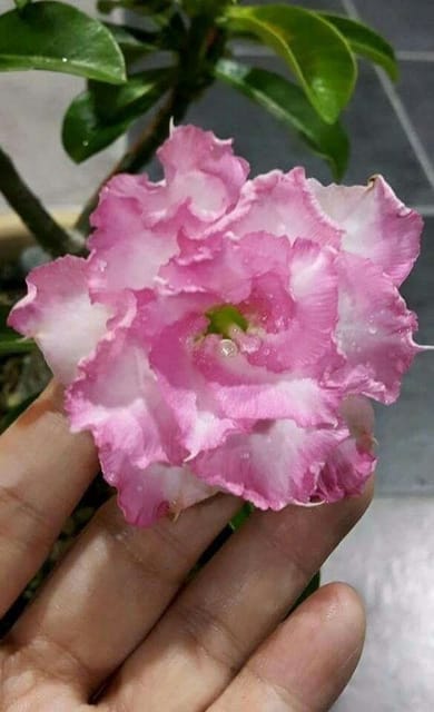 Rosey Variety Adenium  Obesum Desert Rose Grafted Flowers Plant