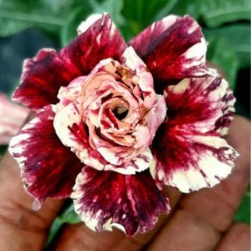 Hybrid Rosey Adenium Obesum Desert Rose Grafted Flowers Plant-P69