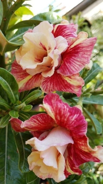 Rosey Variety Adenium Obesum Desert Rose Grafted Flowers Plant Rosey Variety Adenium Obesum Desert Rose Grafted Flowers Plant