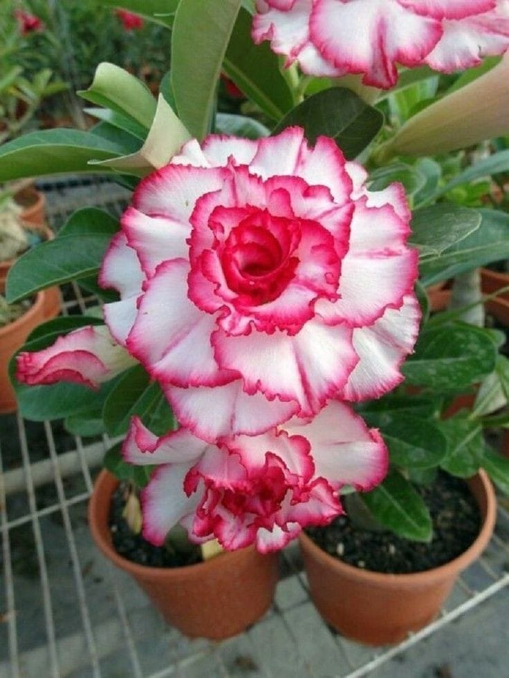 Rosey Variety Adenium Obesum Desert Rose Grafted Flowers Plant-P62