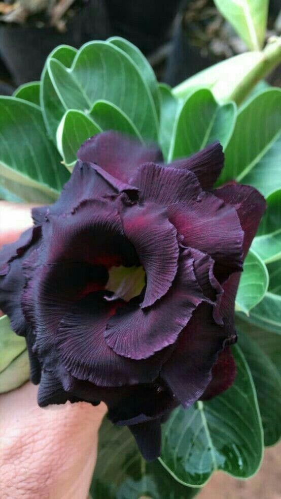 Rosey Variety Adenium Obesum Desert Rose Grafted Flowers Plant-P57