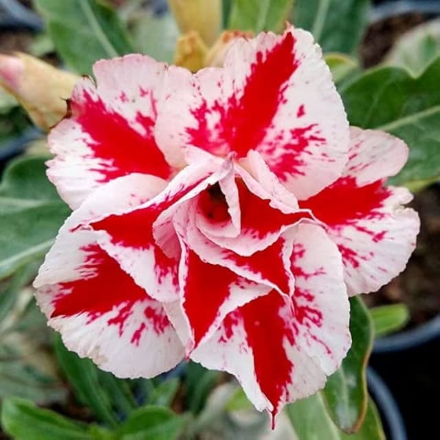 Hybrid Rose Variety Adenium Obesum Desert Rose Grafted Flowers Plant -P56