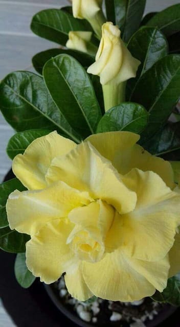 Rosey Variety Adenium  Obesum Desert Rose Grafted Flowers Plant