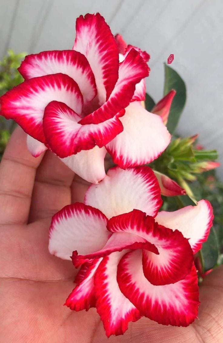 Rosey Variety Adenium Obesum Desert Rose Grafted Flowers Plant-P52