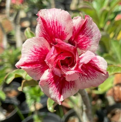 Hybrid Rosey Variety Adenium Obesum Desert Rose Grafted Flowers Plant-P44