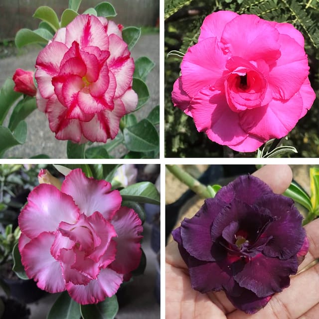 Adenium  Obesum Desert Rose Grafted Flowers Plant (pack of 4)